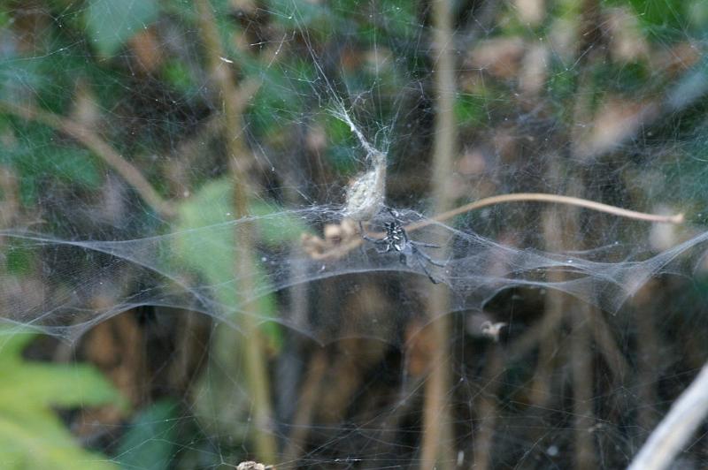 Cyrtophora_citricola_D3196_Z_82_Valle Gran Rey_Spanje.jpg